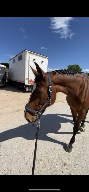 Stute sucht Zuhause, Asia, Horses For Sale, Borgo Vittoria