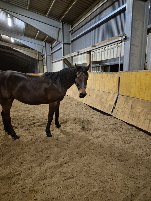 Stute  pferd, verena weise, Horses For Sale, isny im allgäu, Image 2