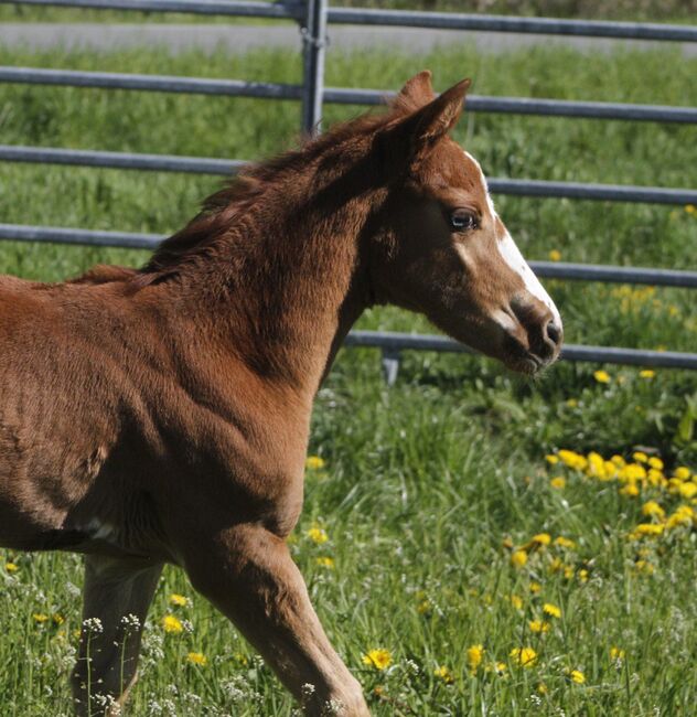 Paint Stute / Quarter High Brow Cat, GM Horses, Horses For Sale, Warburg, Image 9