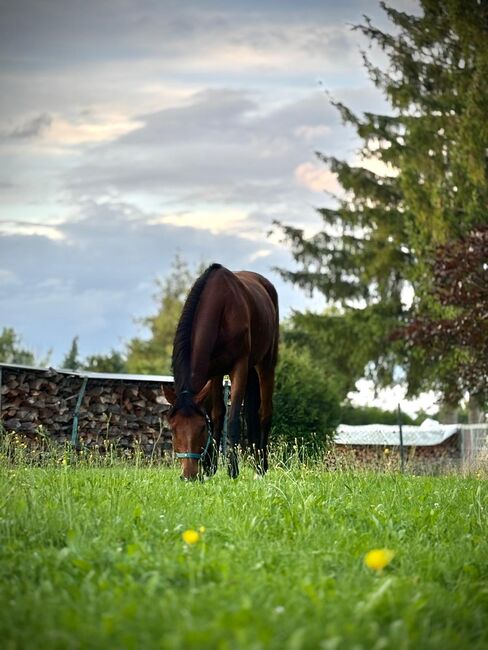 Stute zu verkaufen!!, Joelle, Horses For Sale, Witzleben, Image 2