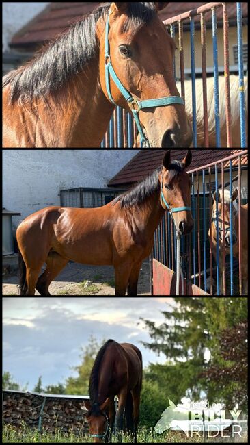 Stute zu verkaufen!!, Joelle, Horses For Sale, Witzleben, Image 4