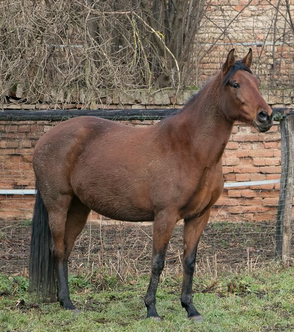 Stute umständehalber abzugeben, Barbara Masmeier, Horses For Sale, Stockerau, Image 3