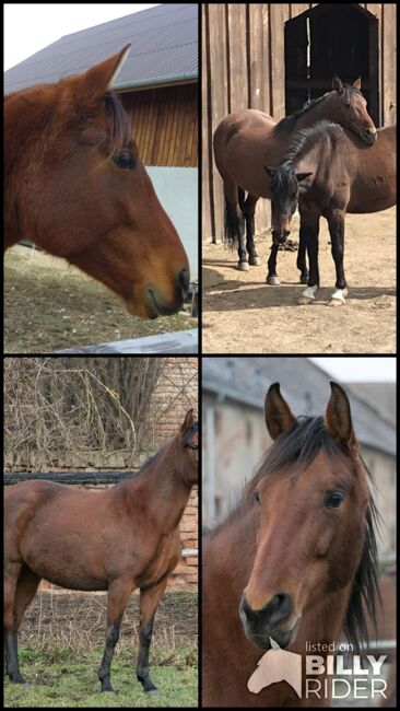 Stute umständehalber abzugeben, Barbara Masmeier, Horses For Sale, Stockerau, Image 7