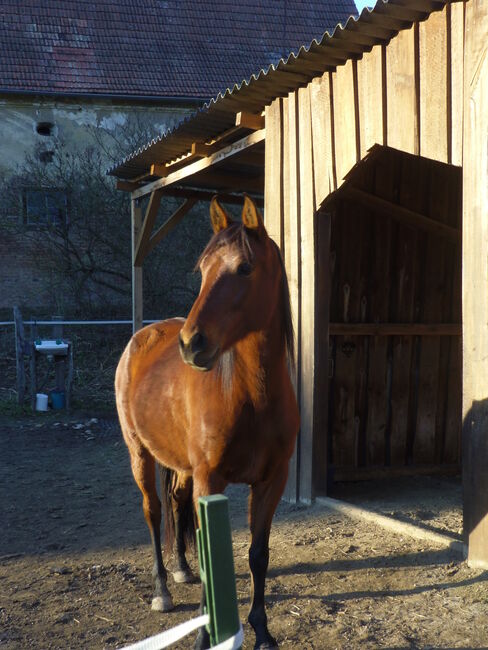 Stute umständehalber abzugeben, Barbara Masmeier, Horses For Sale, Stockerau, Image 5