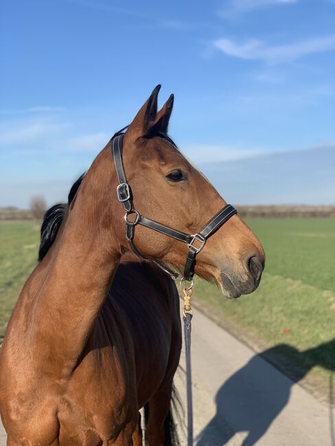 Stute wegen Reitsportaufgabe abzugeben, Josi, Horses For Sale, Wanzleben-Börde, Image 4