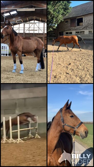 Stute wegen Reitsportaufgabe abzugeben, Josi, Horses For Sale, Wanzleben-Börde, Image 8