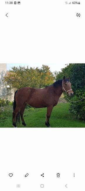 Kleinpferdstute, H.P., Horses For Sale, Korneuburg 