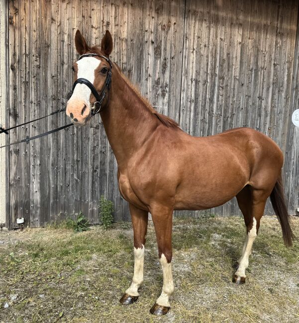 Stute für Turnier- und Freizeitreiter, Julia Loher, Horses For Sale, Straubing