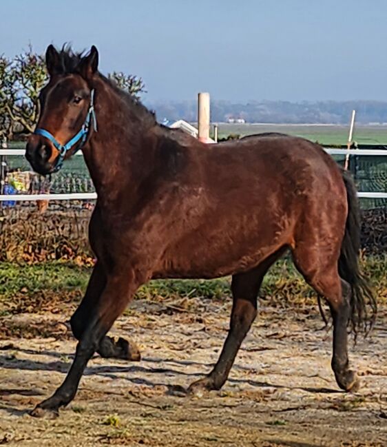 Stute ohne Abzeichen, Manu, Horses For Sale, Groß Rosenburg, Image 2