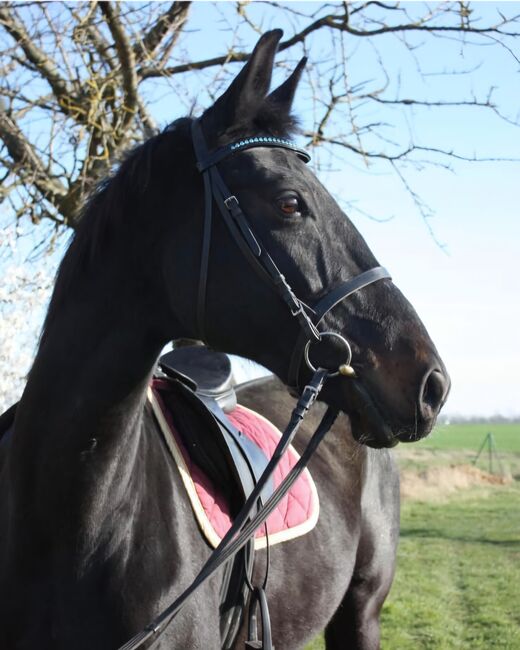 Stute ohne Abzeichen, Manu, Horses For Sale, Groß Rosenburg, Image 7