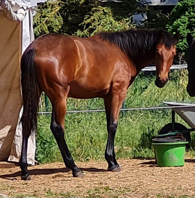 Stute ohne Abzeichen, Manu, Horses For Sale, Groß Rosenburg, Image 6