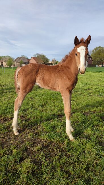 Stutfohlen 4x hoch weiß Sky x Floriscount, Daniela, Horses For Sale, Oebisfelde, Image 7