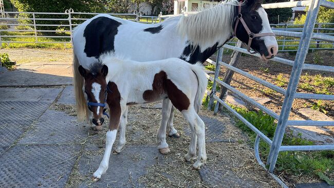 Stutfohlen "Fleur", geb. 05/2023, Jessica weinbender , Horses For Sale, Legau, Image 5