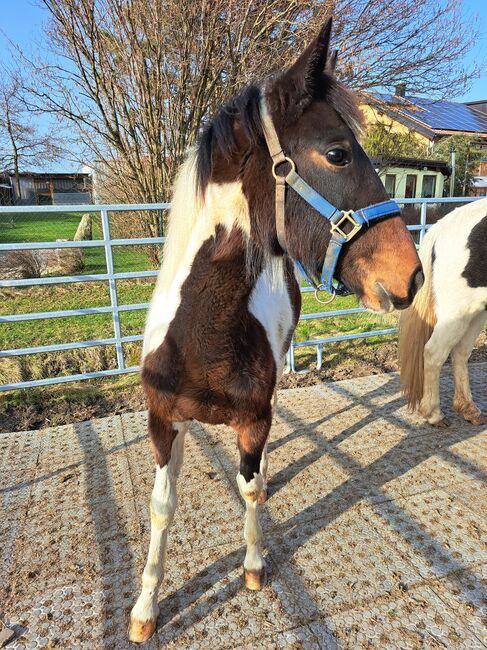 Stutfohlen "Fleur", geb. 05/2023, Jessica weinbender , Horses For Sale, Legau, Image 2