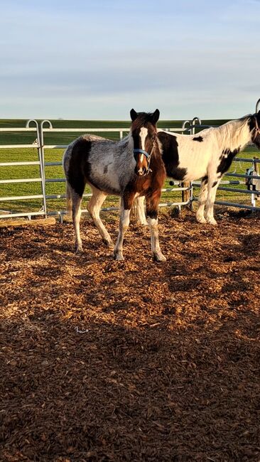 Stutfohlen "Fleur", geb. 05/2023, Jessica weinbender , Horses For Sale, Legau, Image 4