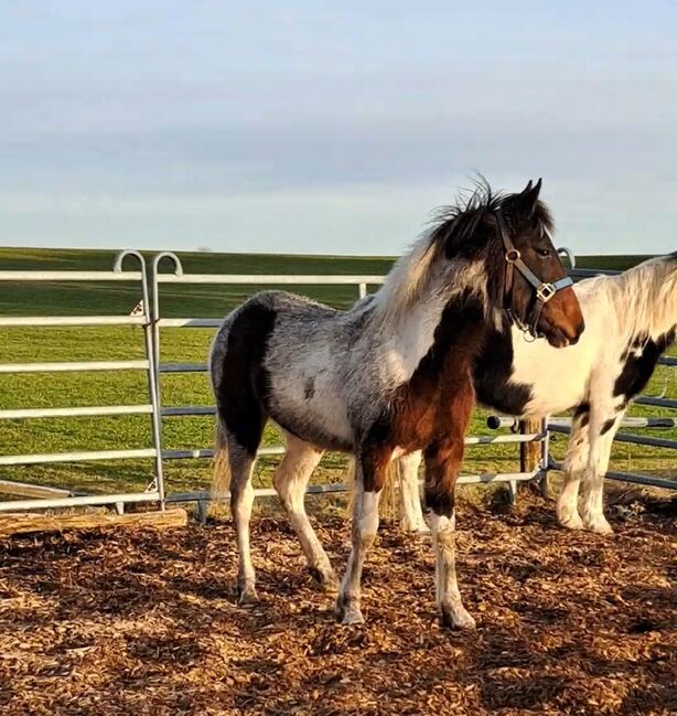 Stutfohlen "Fleur", geb. 05/2023, Jessica weinbender , Horses For Sale, Legau