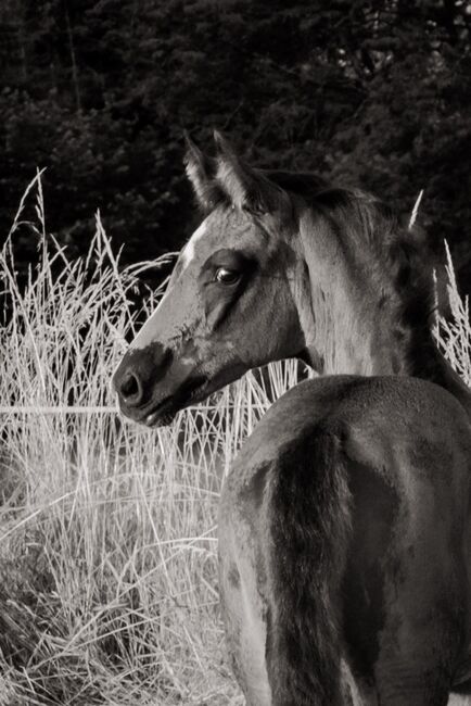 Stutfohlen zuverkaufen, Jessy, Horses For Sale, Neustadt am Rübenberge, Image 3