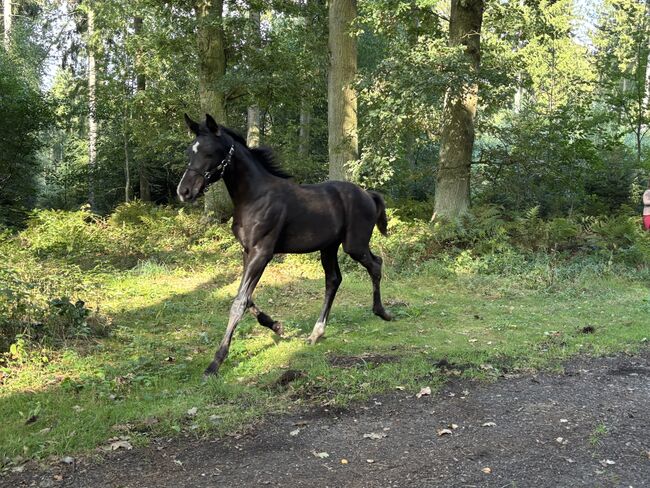Stutfohlen zuverkaufen, Jessy, Horses For Sale, Neustadt am Rübenberge, Image 5