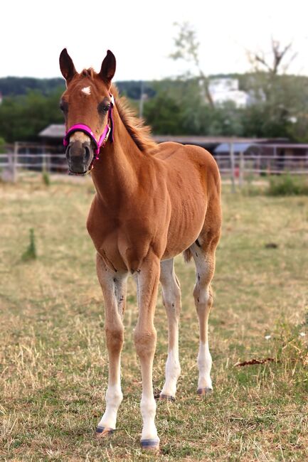 Paint Horse Stutfohlen Chestnut, Nadja Schulze , Horses For Sale, Schlüsselfeld , Image 10