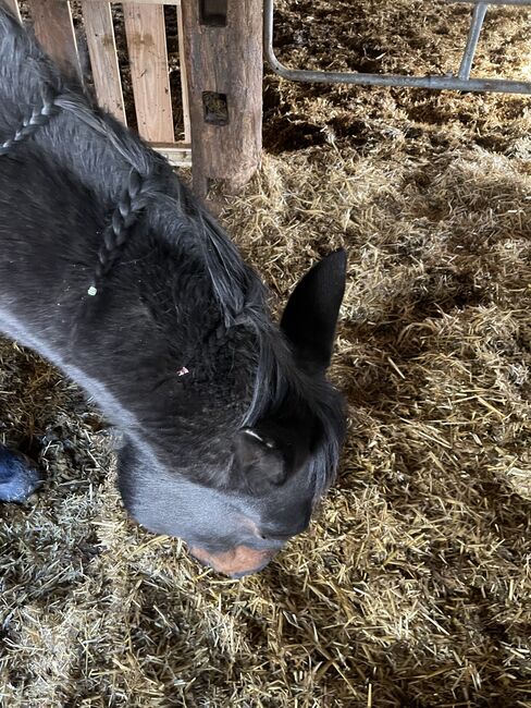 Verkaufe Schweren Herzens meine Stute, Jasmin , Horses For Sale, Breitenau , Image 8