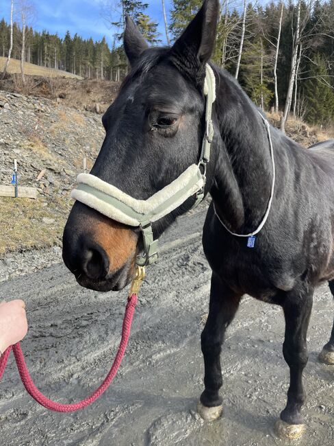 Verkaufe Schweren Herzens meine Stute, Jasmin , Horses For Sale, Breitenau , Image 4