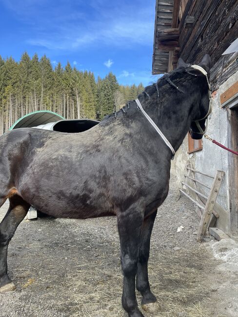 Verkaufe Schweren Herzens meine Stute, Jasmin , Horses For Sale, Breitenau , Image 3