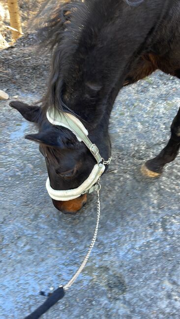 Verkaufe Schweren Herzens meine Stute, Jasmin , Horses For Sale, Breitenau , Image 2