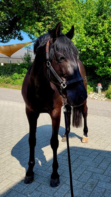 Verkaufe schweren Herzens meinen PRE, Mb, Horses For Sale, 8444, Image 3