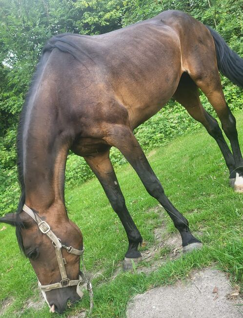 Schweren Herzens aus gesundheitlichen Gründen in gute Hände, Tim Kiper, Horses For Sale, Aerzen, Image 3