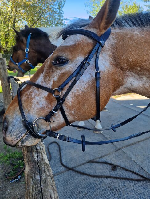 Mexikanische Trense, Carolin Ehrlich, Bridles & Headstalls, Vetschau