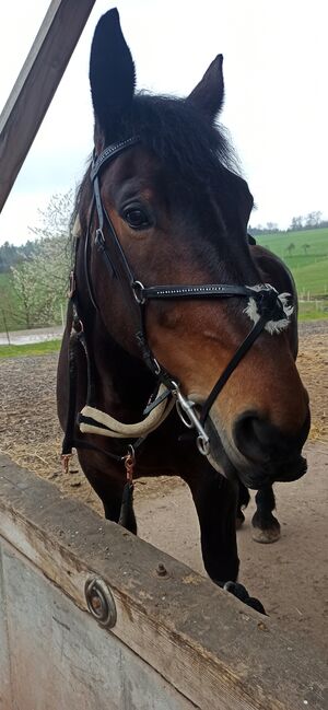 Mexikanisches Reithalfter Trense Strass Kaltblut XFull neuwertig, Anne, Bridles & Headstalls, Schmalkalden