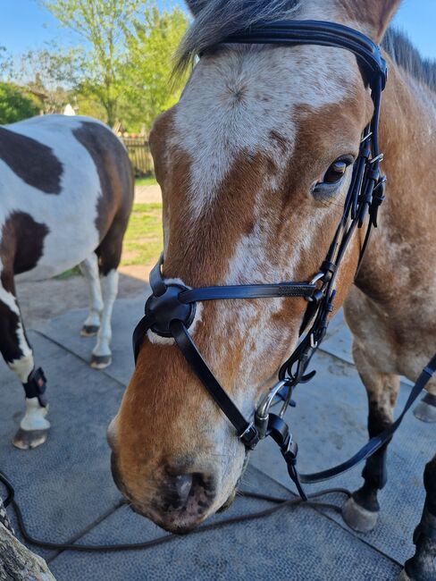 Mexikanische Trense, Carolin Ehrlich, Bridles & Headstalls, Vetschau, Image 3