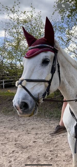 Mexikanische Trense WB Loesdau, Loesdau , Schneider Paula, Nosebands, Reichenbach im Vogtland, Image 2