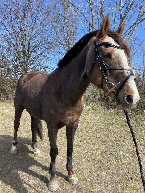 Mexikanische Trense schwarz Premier Equine COB/VB, Premier Equine Glorioso , Mailin Glaser, Trensen, Rostock