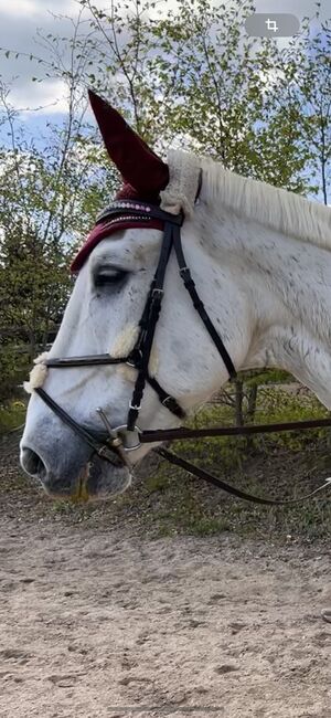 Mexikanische Trense WB Loesdau, Loesdau , Schneider Paula, Bridles & Headstalls, Reichenbach im Vogtland, Image 3