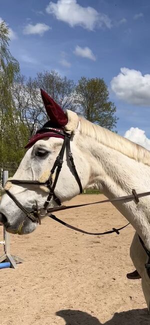 Mexikanische Trense WB Loesdau, Loesdau , Schneider Paula, Nosebands, Reichenbach im Vogtland, Image 3