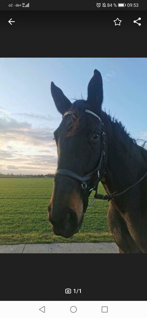 Micklem Nachbau, Monika Strohbach , Bridles & Headstalls, Freyburg