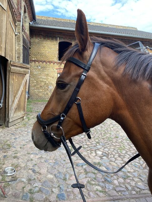 Trense nach Micklem Art, Cordula Folgner, Bridles & Headstalls, Berlin 