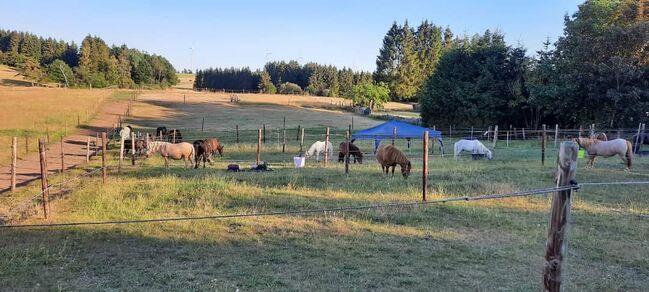 Platz für ein Pony im Offenstall, Iris Ritzerfeld , Wolna stajnia, Hellenthal, Image 3