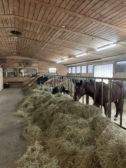 Einstellplatz im Offenstall 8773 Kammern, Evelyn Kappel, Wolna stajnia, Kammern im Liesingtal