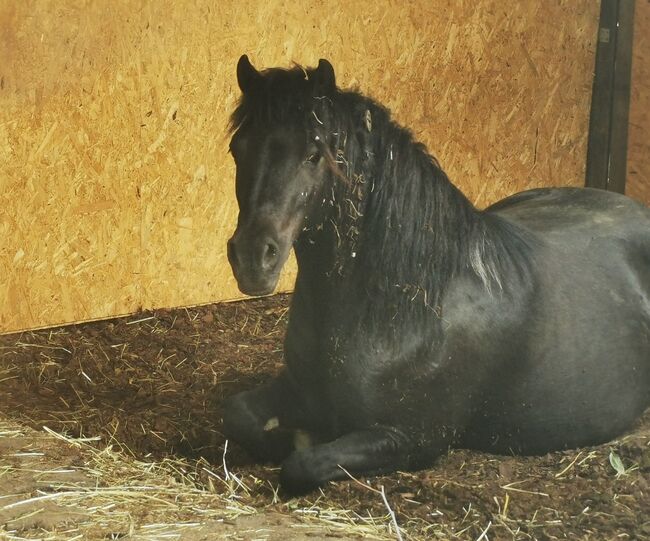 Platz im Offenstall frei, Nadine, Wolna stajnia, Sommersberg, Image 3