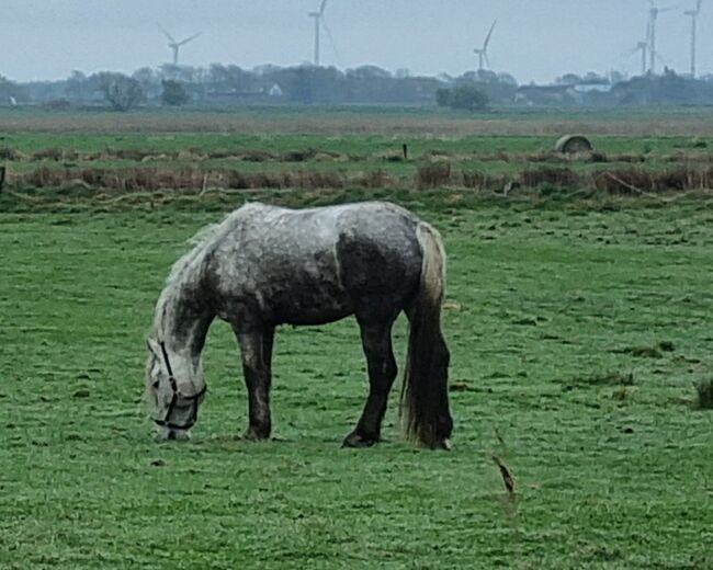 Friesenmix in weiß, Miriam , Konie na sprzedaż, Süderlügum, Image 8