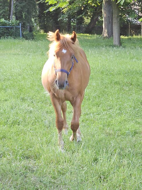 Haflinger Mix, Sarah , Konie na sprzedaż, Bochum