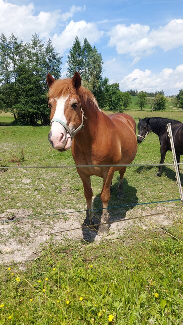 Haflinger-Noriker-Mix, Jaqueline Wilflingseder, Konie na sprzedaż, Rottenbach