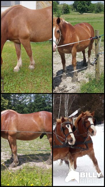 Haflinger-Noriker-Mix, Jaqueline Wilflingseder, Konie na sprzedaż, Rottenbach, Image 9