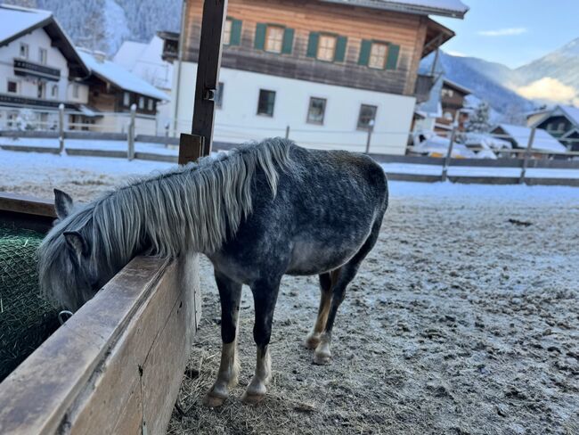 Reitponymix, Leutgeb Julia, Konie na sprzedaż, Unterkrimml, Image 2