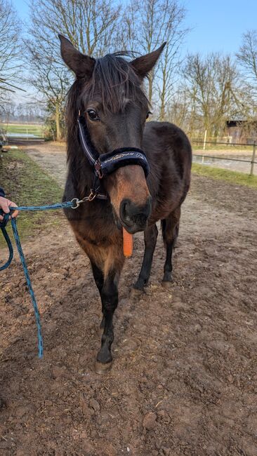 Traber mix, Willow , Konie na sprzedaż, Rhauderfehn, Image 2