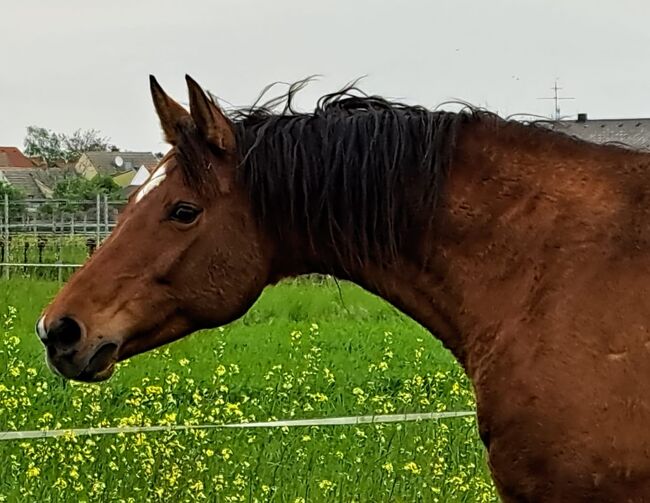 Verkaufe meine Stute, Elisabeth Gmasz, Horses For Sale, Oggau, Image 3