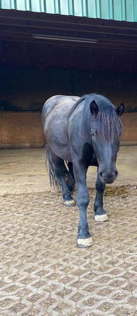 Sanfter Kaltblutwallach mit Herz & Zukunftsperspektive sucht erfahrenes Zuhause, Katharina Lehmann (Pferdevermittlung Leus), Horses For Sale, Indersdorf