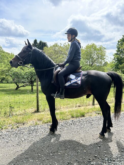 🐴 Milo – 6-jähriger Welsh-Cob-D-Mix sucht erfahrenes Zuhause, Sabrina Langer, Pferd kaufen, Neustift an der Lafnitz